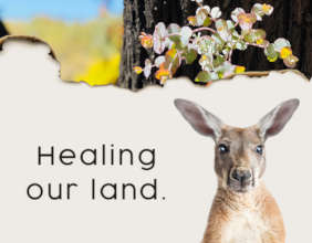 Healing our land - Bushfire Recovery