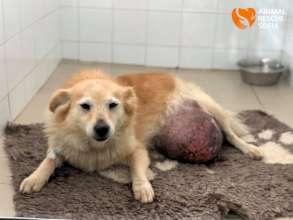 Kika Before the Operation