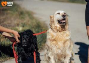 Bubka and Her Friend Stacy