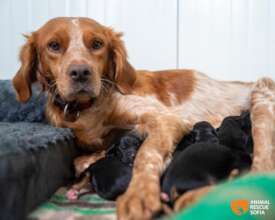 Charlotte and the pups