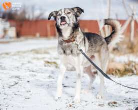 Zora on a Walk in the Shelter
