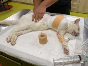 Albo after the Operation