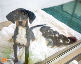 Amira and Her Puppies