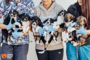 Amira's Puppies