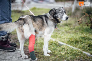 Zora After the Operation