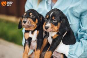 Coco and Marty Before Treatment