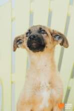 Blueberry Looking for Adopters