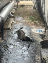 Cathrin in the Toxic Puddle