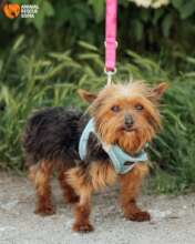 Cookie on a Walk