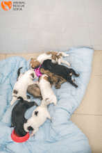 7 newborn smurfs