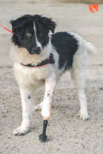 Lucky with a bionic leg