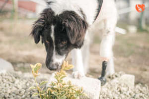 Lucky on a walk