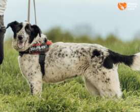 Dobrina after the Manipulation