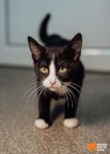 Felix Can Stand and Walk