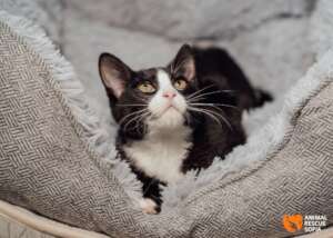 Felix in Recovery