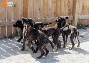 Harriet and Siblings