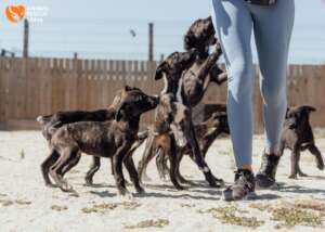 Harriet's Litter