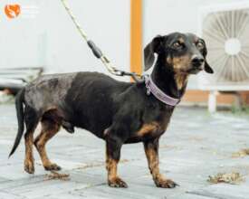 Luchano After the Operation