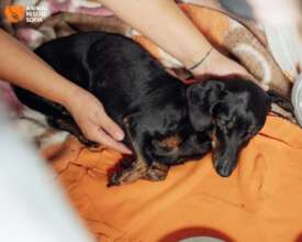 Luchano Can't Stand Up