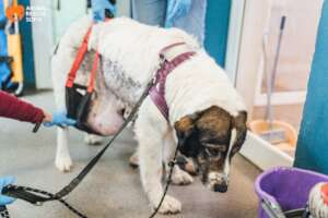 Bear Before the Tumor Operation
