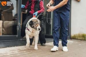 Bear Gets Help to Walk