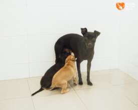 Mama Corfu & the pups