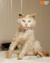 Mikado is Trying to Stand