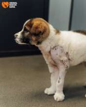 Nutella After the Operation