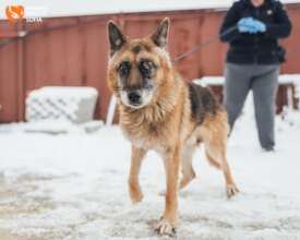 Odin at Arrival