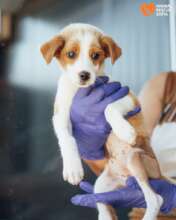 Petya after Surgery