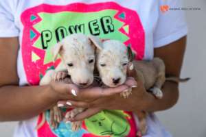 Pic. 10 - The Tick Puppies After