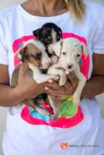 Pic. 11 - The Tick Puppies After