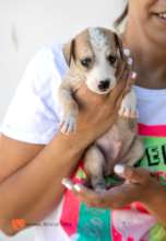 Pic. 12 - The Tick Puppies After