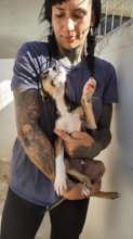 Pic. 14 - The Tick Puppies Now