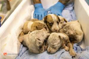 Pic. 6 - The Tick Puppies Before
