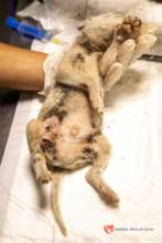 Pic. 7 - The Tick Puppies Before