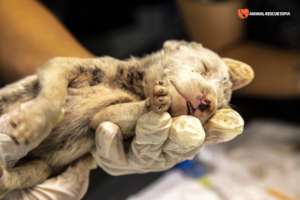 Pic. 8 - The Tick Puppies Before