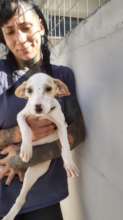 Pic. 15 - The Tick Puppies Now