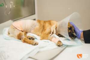 Ronny after First Operation