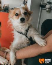 Smallina