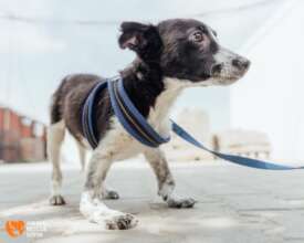 Sancho at Arrival