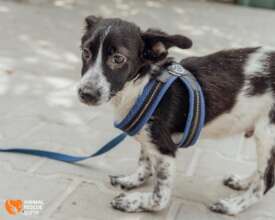 Sancho Needs an Operation