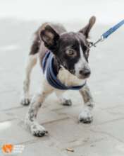 Sancho's First Walk