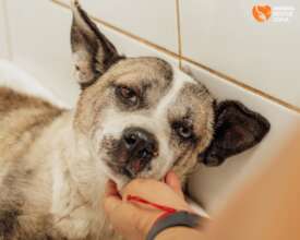 Simo Can't Raise his Head