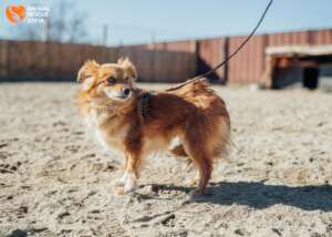 A Brave Tobby on a Walk