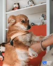 Tobby in a Training Session