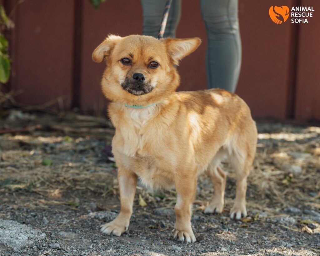 Tailey is Waiting for Adopters
