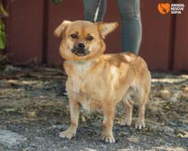 Tailey is Waiting for Adopters