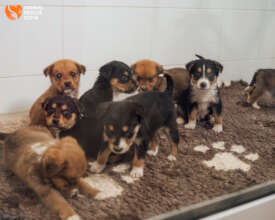 The Easter Litter at Arrival