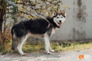 Todor After